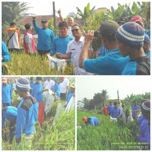 Kegiatan panen raya desa suka